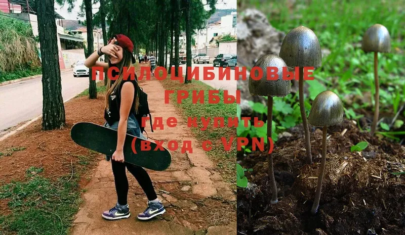 OMG ссылка  Игарка  Галлюциногенные грибы Psilocybe 